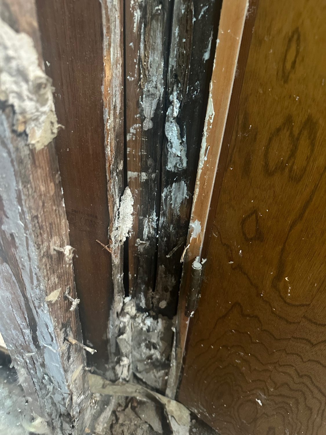 Blackmold Remediation Emergency Saratoga - Bay Wide Plumbing