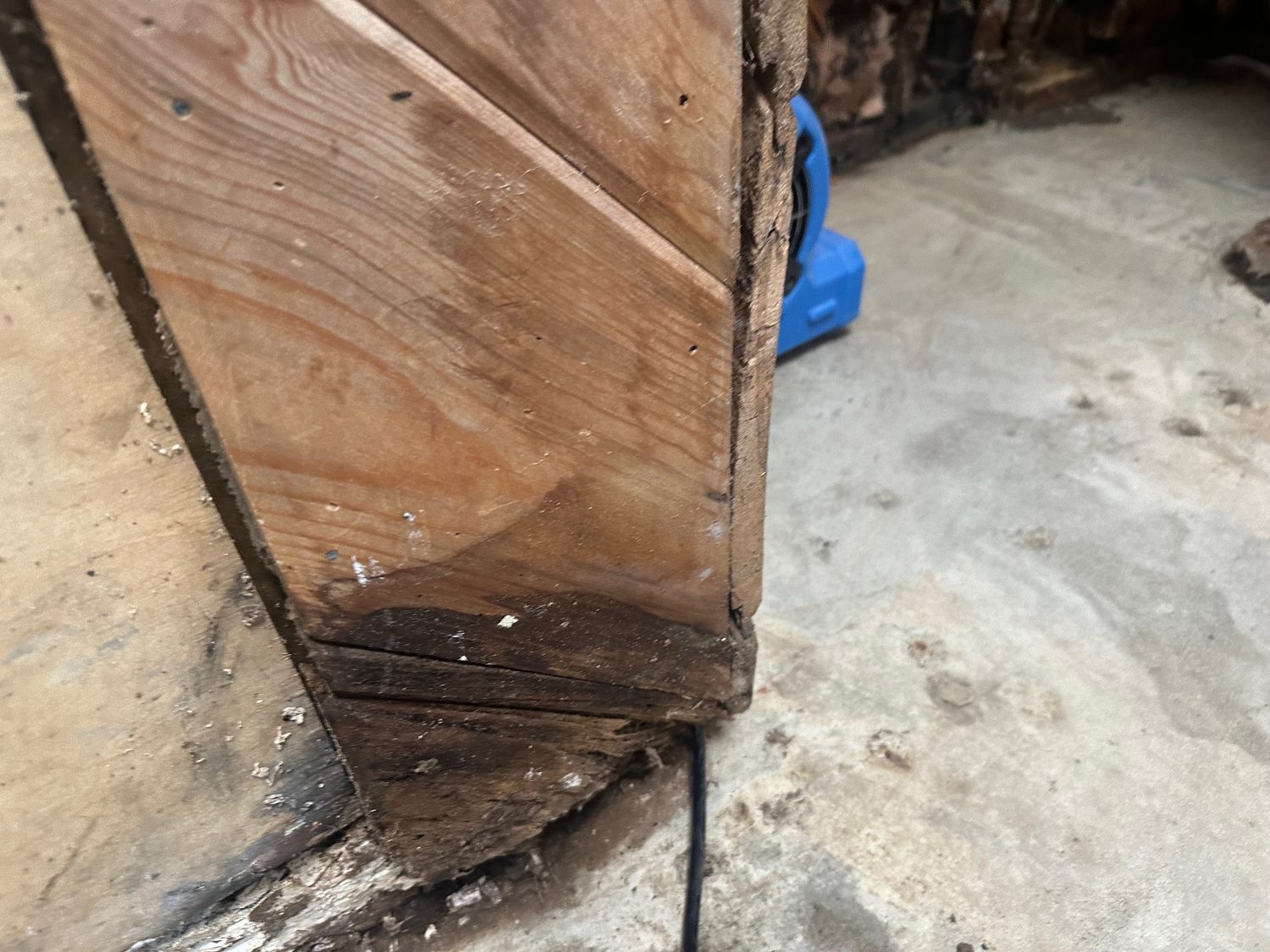 Mold Remediation - Bay Wide Plumbing