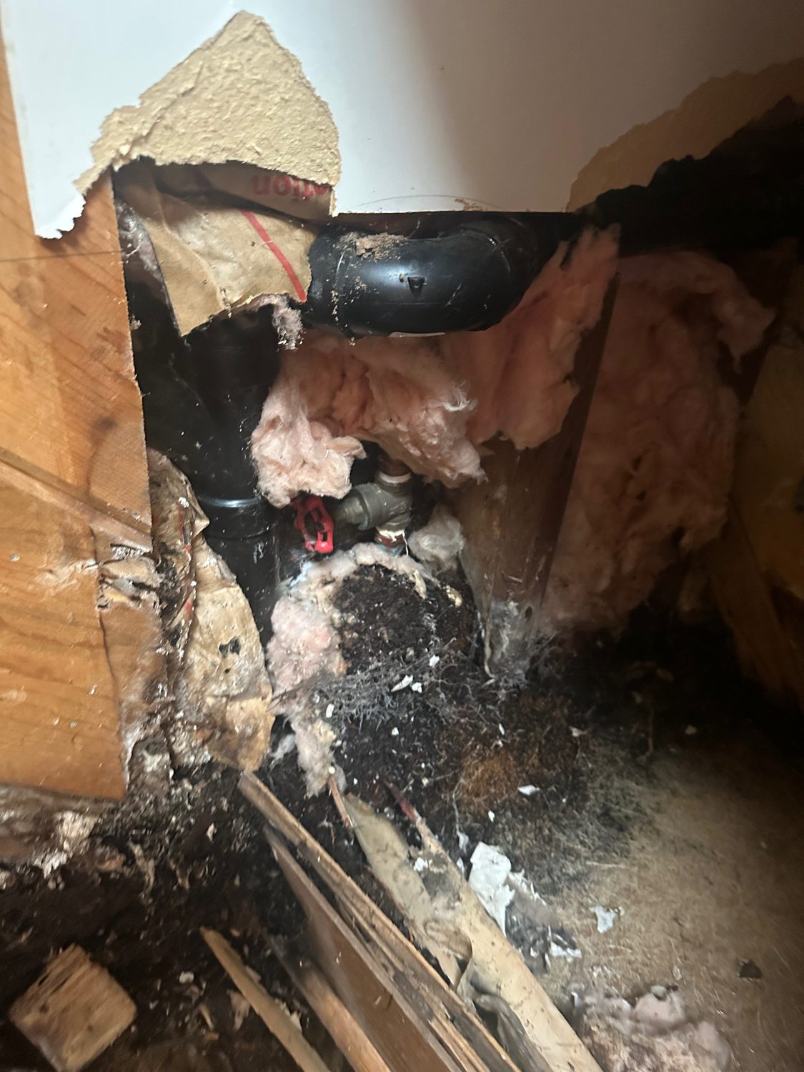 Mold Repair Sheetrock Roots Burlingame - Bay Wide Plumbing