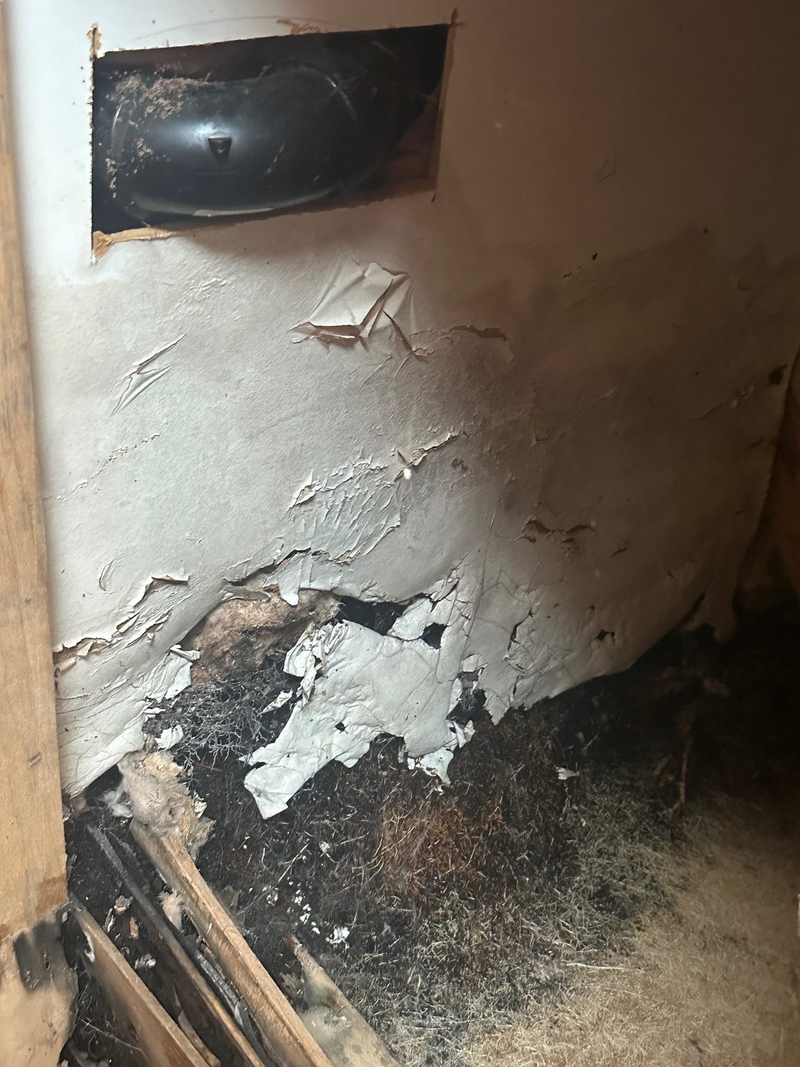 Root Repair Mold - Bay Wide Plumbing